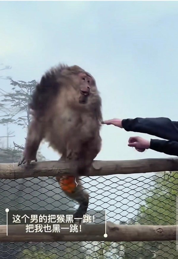 男子在峨眉山“袭击”山崖边的猴子 景区回应：正在处理此事