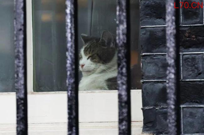 19岁小猫已送走6任英国首相 铁打的拉里见证政坛沉浮